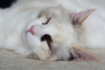 Śpiący kot ragdoll © Kamyk