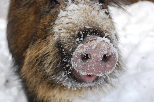 Sus scrofa. Dzik euroazjatycki. Tr&oacute;jmiejski park Krajobrazowy - Lasy Oliwsko-Darżlubskie, zima 2011. 