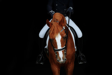 Red dressage horse of pure breed portrait on black background. Girl sitting on horse 