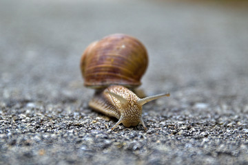 snail on the road