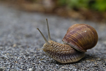 snail on a stone