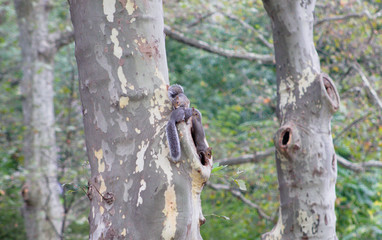 Three squirrels at the park