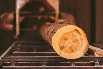 Closeup of cut pine tree log on sawing machine at wood production factory. Timber material processing and cutting at sawmill. Manufacturing process at lumber mill. Sawing woods on power machine