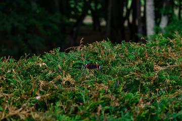 Red admiral on a hedge