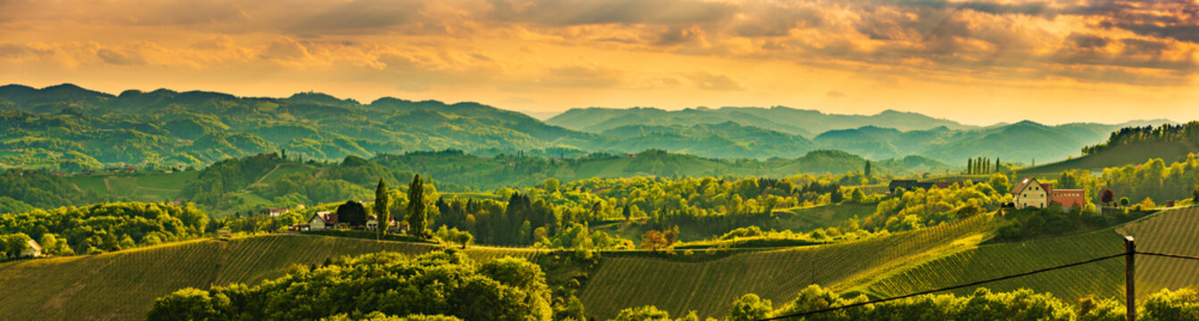 Panorama of South Styria Vineyards landscape near Austria - Slovenia border. View at Vineyard fields in sunset in spring.