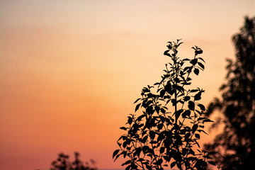 Birch silhouette at sunset
