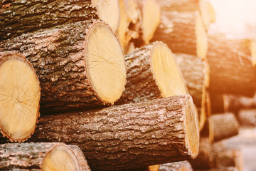Woodpile fresh cut pine logs at sawmill factory. Big stack of tree trunks at wood production lumber mill. Processing timber material at wood construction warehouse. Chopped firewood stumps. Forestry