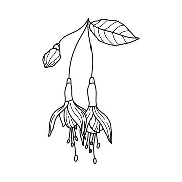recommend clip art: Fuchsia Flower line drawing. Outline Botanical tropical plant In a Modern Minimalist Style. Vector Illustration.