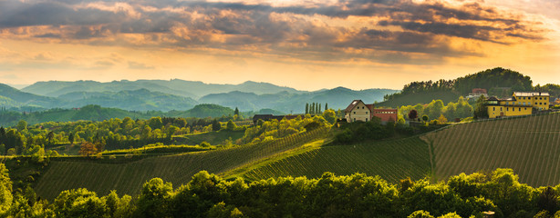 Panorama of South Styria Vineyards landscape near Austria - Slovenia border. View at Vineyard fields in sunset in spring. - obrazy, fototapety, plakaty