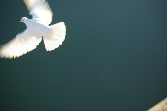 Vuelo de Libertad de una paloma