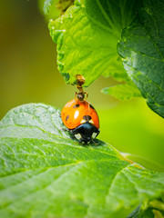 An ant standing on a seven-spot ladybird (Coccinella septempunctata) on a leaf © Dawid Śliwka