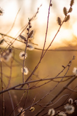 Obraz premium Yellow flowering willow branch in spring forest