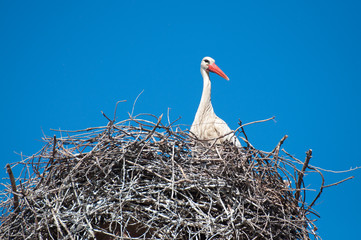  A white stork in its nest at the top of a battlement.