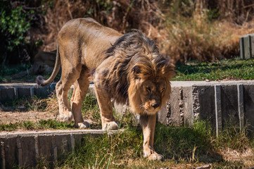 Obraz na płótnie Canvas Madrid, Spain 20-08-13 A lion walks through the reserved space at the Madrid Zoo Aquarium.