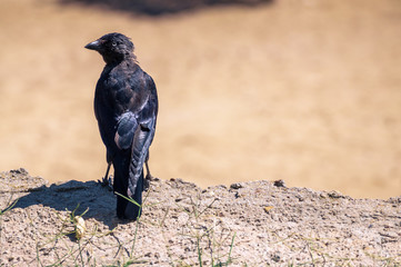 Fototapeta premium Young blue-eyed crow looks to the side perched on a rock