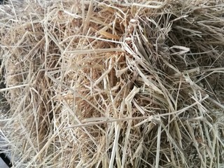 dry grass background