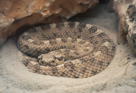 Madrid, Spain 20-08-2013 A Colorado Desert sidewinder (Crotalus cerastes laterorepens) enroscada entre unas rocas en el Zoo Aquariuem de Madrid.