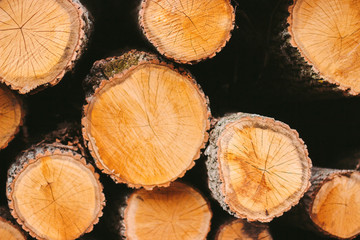 Closeup of abstract wooden background. Fresh cut pine logs at wood production factory. Woodpile of chopped tree trunks. Processing of timber material at sawmill. Lumber mill, forestry, wood storage