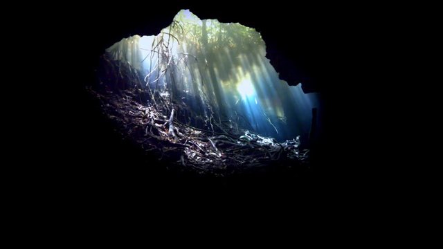 dive into the cenotes, Yucatan, Mexique.