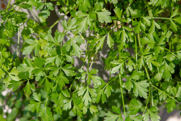 Homegrown Herbs and Spices