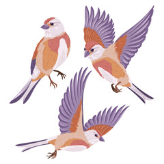 Cartoon birds collection