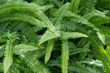 Fototapeta na wymiar Tropical Plants, Palms and Greenery