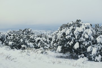 snow covered mountains
