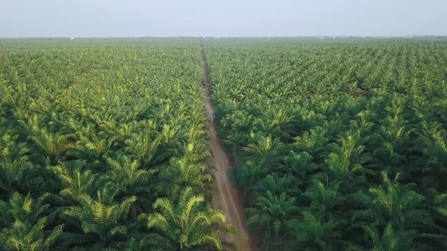 Aerial view oil palm land, hectar plantation palm oil. Sawit plantation in Indonesia