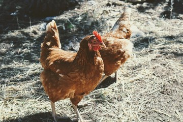 chicken on the farm