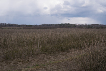plantation of chokeberry bush after winter season