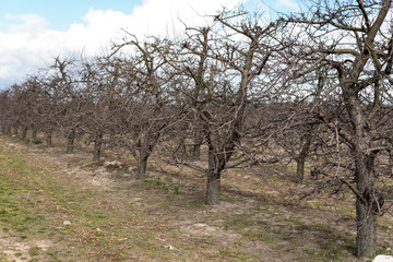 apple orchard after winter season