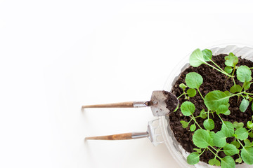 Gardening. Gardening tools, seeds and soil. Sprouts of cabbage in a plastic container