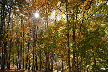 foglie autunno poster paesaggio autunnale 