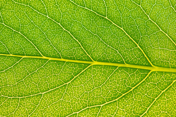 Close up leaf texture. Macro photography.