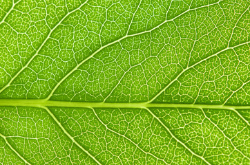 Close up leaf texture. Macro photography.
