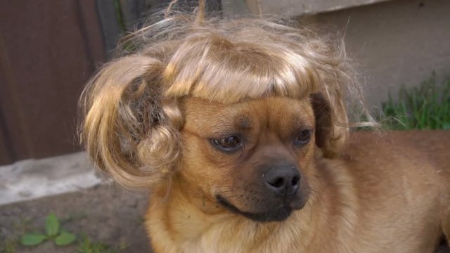 dog with a wig, funny red dog in wig 