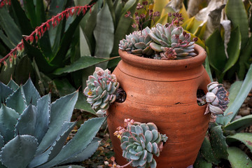 Succulent plants bloom inside a conservatory, Toronto, Ontario, Canada