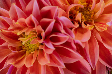 Zwergdahlie Pärchen trocken offen Nahaufnahme