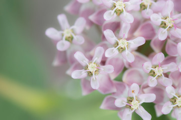 Plants Flowers Macro