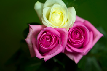 Beautiful white roses on a green background. Beautiful rose. Beautiful bouquet. White rose. Flowers. White Pink Tea.