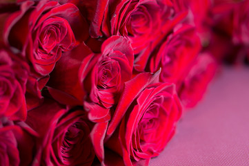 Beautiful red roses on a green background. Beautiful rose. Beautiful bouquet. Red Rose.