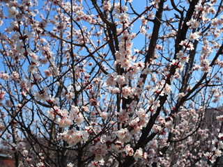 Bush of a blossoming apricot on a background of blue sky
