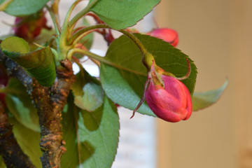 Cherry Blossom Solo 02