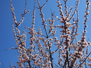 Sparrow bird sit on the branch of apricot tree in blossom. Spring nature