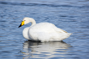 White swans swimming in the nonfreezing winter lake