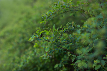 morning garden in warm spring weather