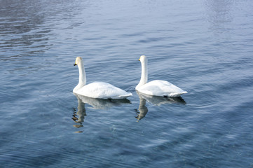 Fototapeta premium White swans swimming in the nonfreezing winter lake