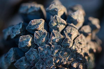 Pine cone macro, brown plates of a cone, scales in warm light of setting sun, back view, abstract artistic background