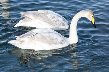 White swans swimming in the nonfreezing winter lake