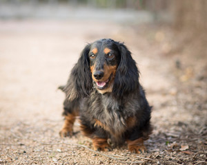 Beautiful shaggy older dachshund waits on the gravel path outdoors with a smile on his face